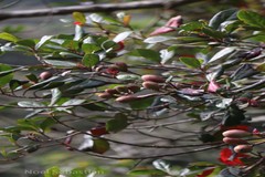 Elaeocarpus serratus var. weibelii